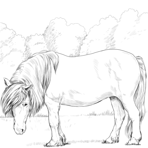 Shetland Pony Coloring Page